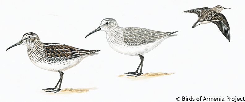 Broad-billed Sandpiper