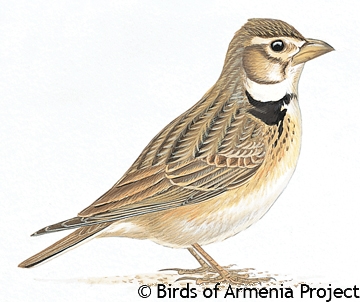 Calandra Lark