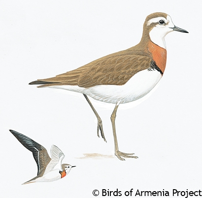 Caspian Plover