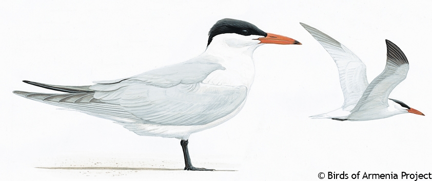 Caspian Tern