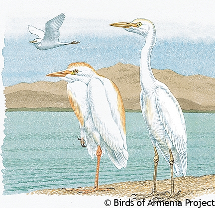 Cattle Egret