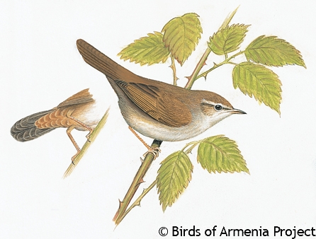 Cetti's Warbler