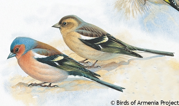 Chaffinch