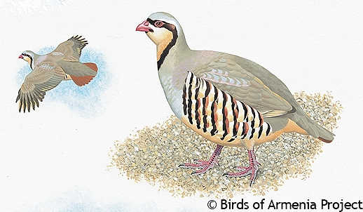 Chukar