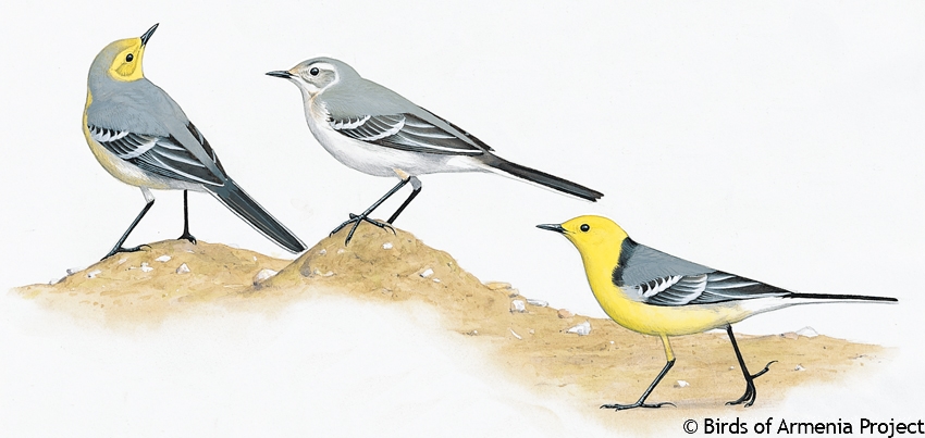 Citrine Wagtail