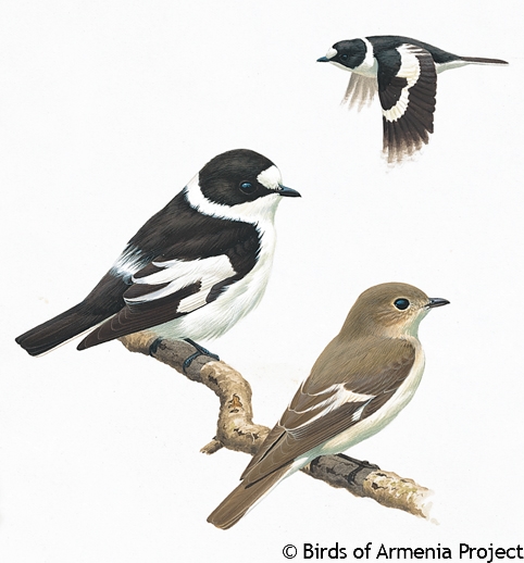 Collared Flycatcher