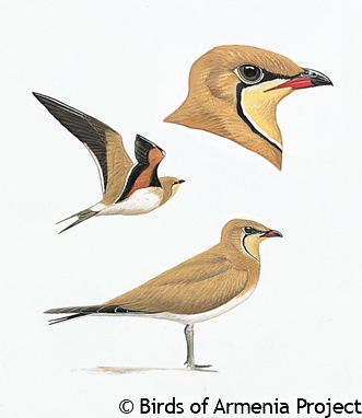 Collared Pratincole