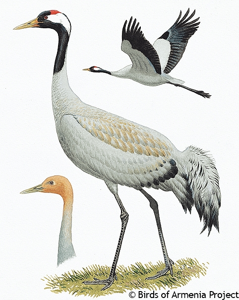 Common Crane