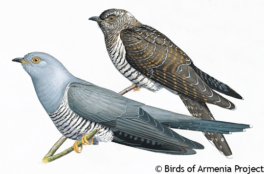 Common Cuckoo