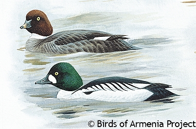 Common Goldeneye