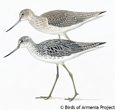 Common Greenshank