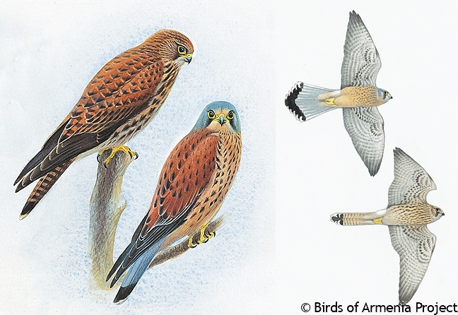 Common Kestrel