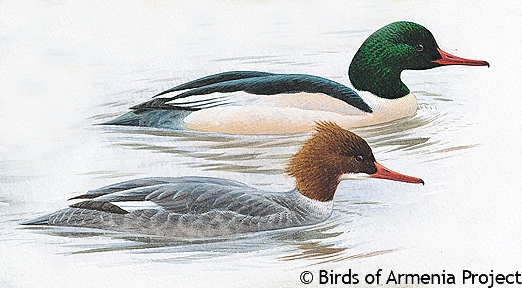 Common Merganser