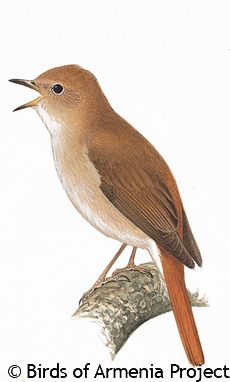 Common Nightingale