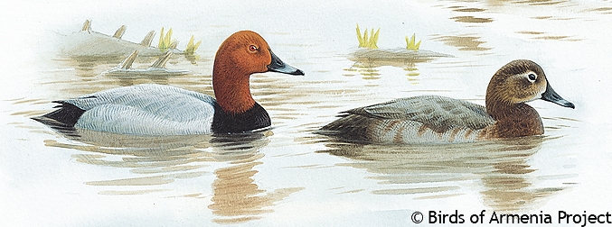 Common Pochard