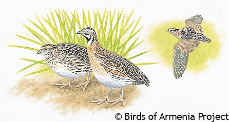 Common Quail