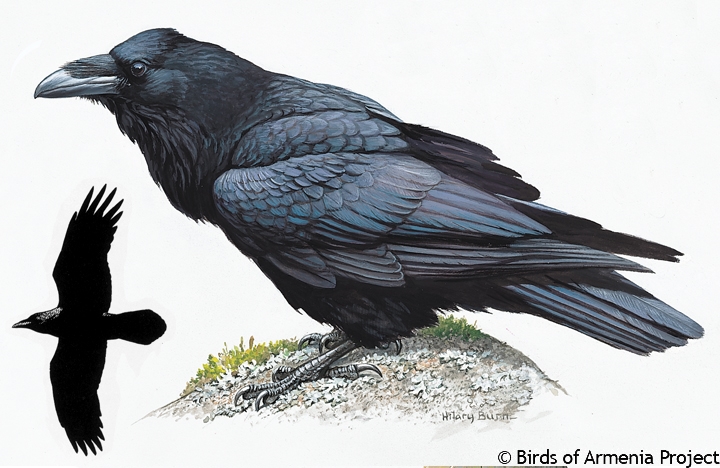 Common Raven