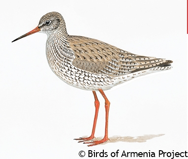 Common Redshank