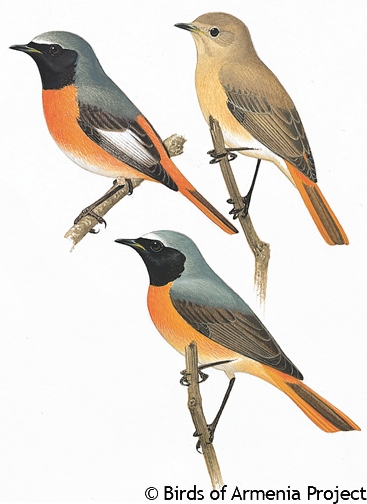 Common Redstart