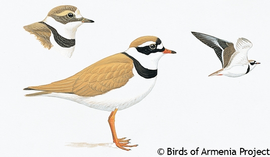 Common Ringed Plover