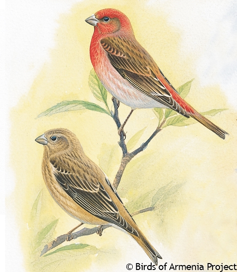 Common Rosefinch