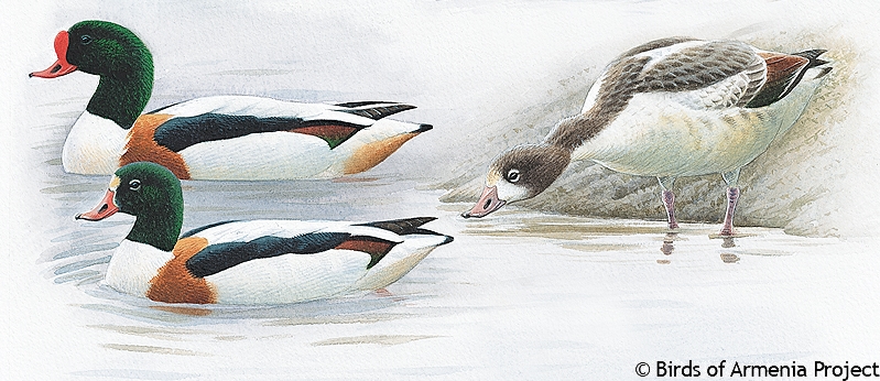 Common Shelduck