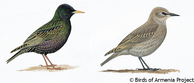 Common Starling