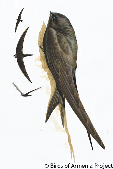 Common Swift