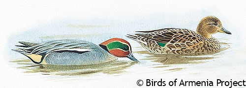 Common Teal