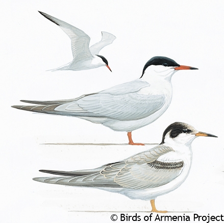 Common Tern