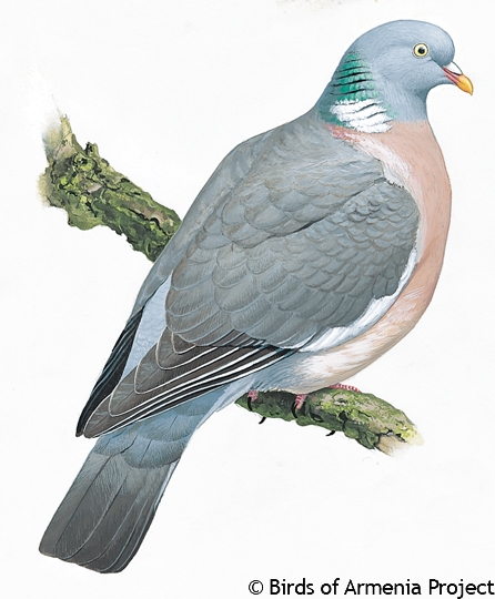 Common Wood-pigeon