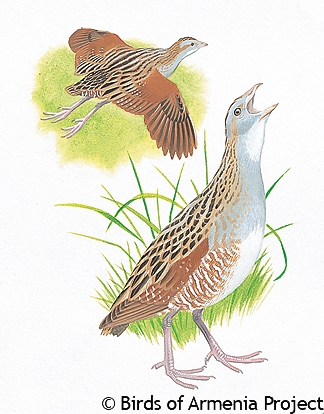 Corn Crake