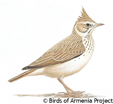 Crested Lark