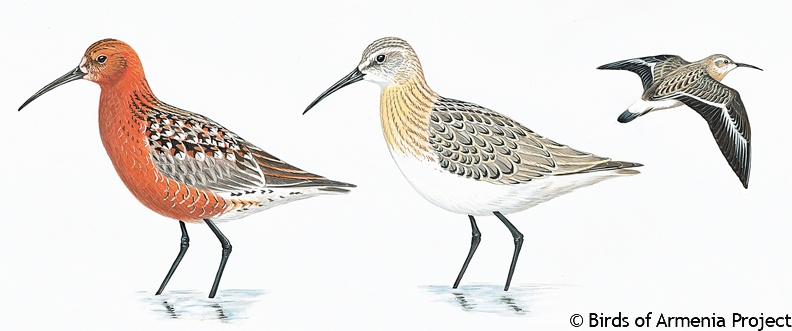 Curlew  Sandpiper