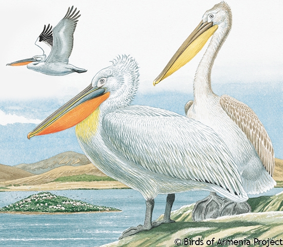 Dalmatian Pelican