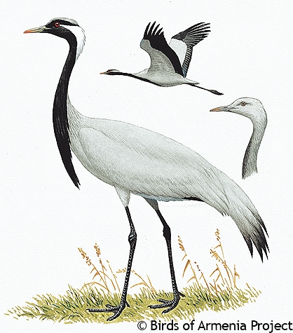 Demoiselle Crane