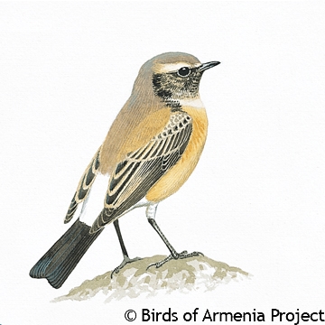 Desert Wheatear