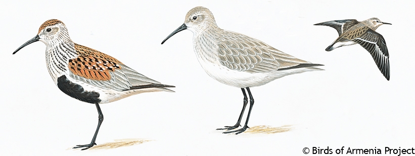 Dunlin