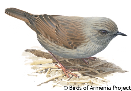 Dunnock