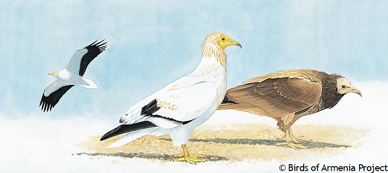 Egyptian Vulture