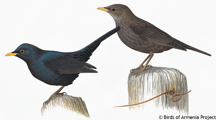 Eurasian Blackbird