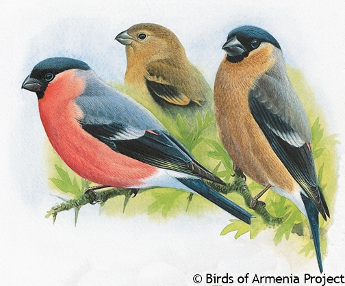 Eurasian Bullfinch