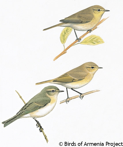 Eurasian Chiffchaff, Siberian Chiffchaff