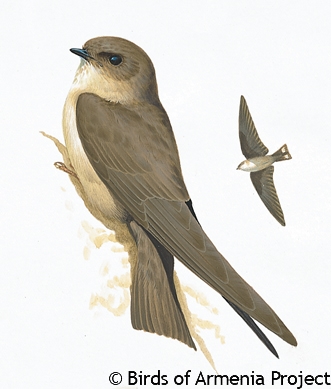 Eurasian Crag-Martin