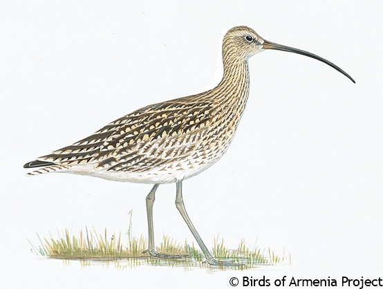 Eurasian Curlew