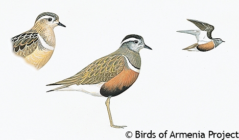 Eurasian Dotterel