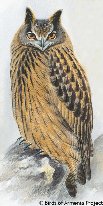 Eurasian Eagle-owl