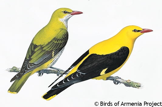 Eurasian Golden-oriole