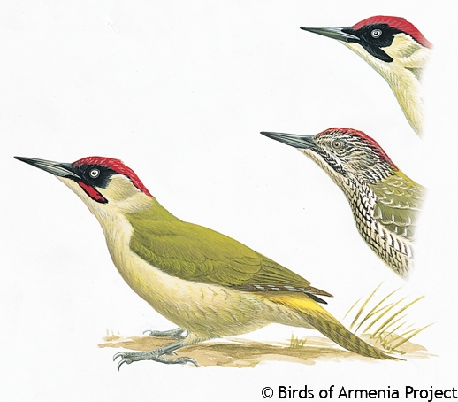 Eurasian Green Woodpecker