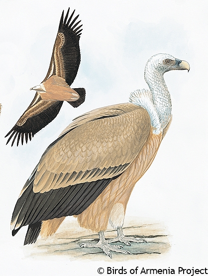 Eurasian Griffon, Griffon Vulture